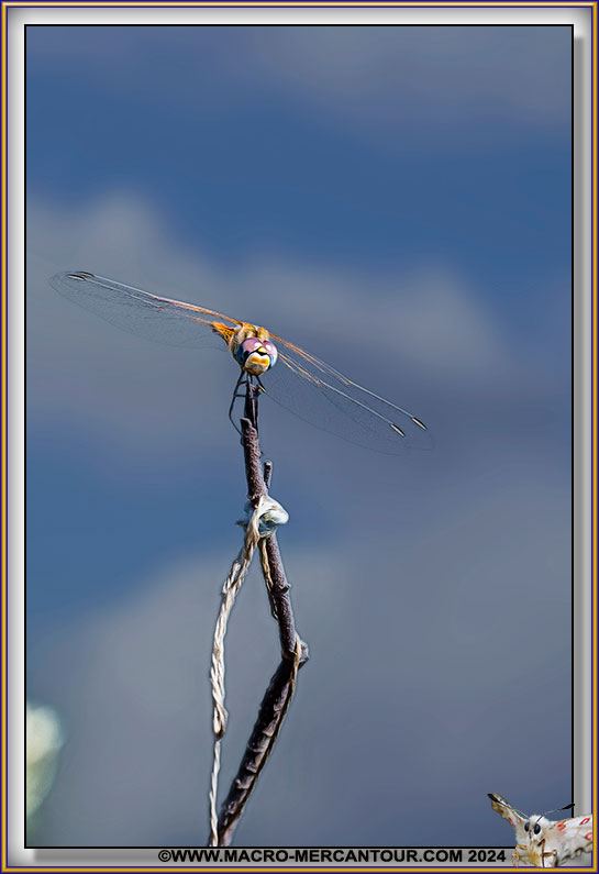 Libellule